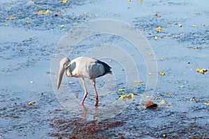 Great Asian Open Bill Stork in Indian Lake Water, Kerala, India