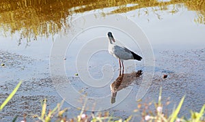 Great Asian Open Bill Stork in Indian Lake Water, Kerala, India