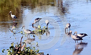 Great Asian Open Bill Storks in Indian Coastal Area