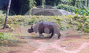 Great Asian Rhinoceroses walking in a national park, India