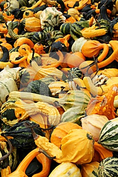 Great assortment of squashs and gourds