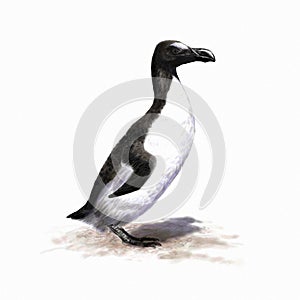 Great auk