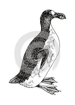 Great auk extinct flightless bird