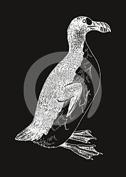 Great auk extinct flightless bird photo