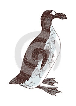 Great auk extinct flightless bird