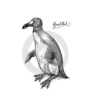 Great auk. Flightless alcid. Penguin. Extinct species. Engraved Hand drawn vector illustration in woodcut Graphic