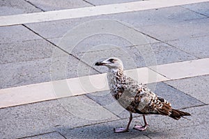 Great Back backed Gull