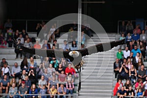 Great bald eagle fly against the blue sky from his master