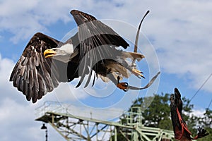 Great bald eagle fly against the blue sky from his master