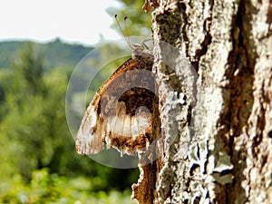 Great Banded Grayling