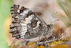 Great banded grayling Brintesia or Aulocera circe butterfly