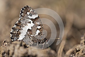 Great banded grayling Brintesia or Aulocera circe butterfly