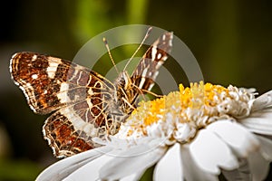 Great Banded Grayling (Brintesia circe)