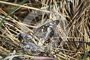 The great banded grayling Brintesia circe is a butterfly