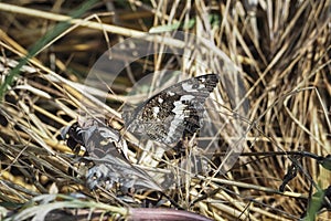 The great banded grayling Brintesia circe is a butterfly photo