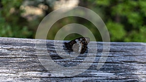 Great banded grayling butterfly on a wooden surface. Brintesia circe.