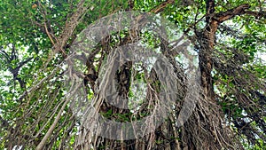 The Great Banyan is a banyan tree (Ficus benghalensis)