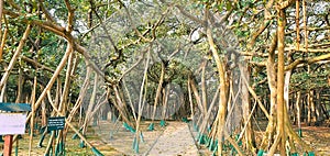 The Great Banyan Tree in Acharya Jagadish Chandra Bose Indian Botanic Garden, Shibpur, Howrah, Kolkata, India