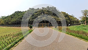 Great Banyan tree in Acharya Jagadish Chandra Bose Indian botanical garden