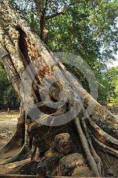 Great banyan tree, Cambodia