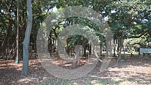 Great Banyan tree,Ficus benghalensis,at Acharya Jagadish Chandra Bose Botanic Garden, Shibpur,Howrah,India.