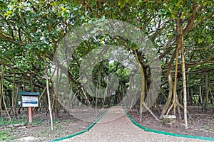 Great banyan tree, Howrah, West Bengal, India