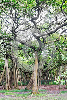 Great banyan tree, Howrah, West Bengal, India