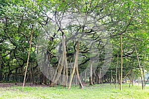 Great banyan tree, Howrah, West Bengal, India