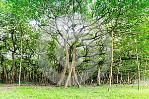 Great banyan tree, Howrah, West Bengal, India