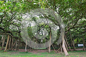 Great banyan tree, Howrah, West Bengal, India