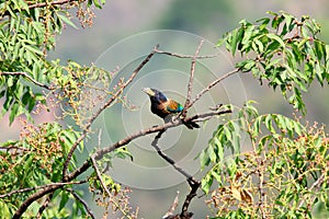 Great barbet