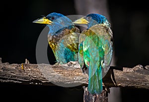 Great Barbet -