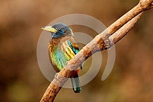 Great Barbet or  Megalaima virens on tree