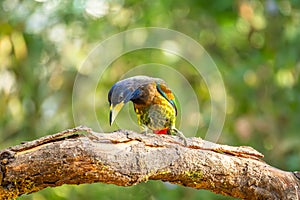 The great barbet