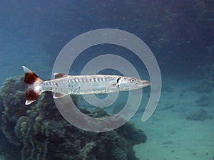 Great barracuda photo