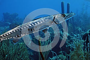 Great Barracuda