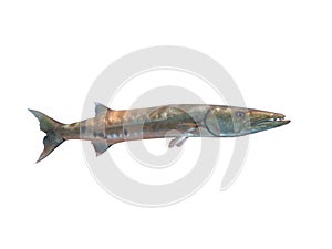 Great Barracuda fish in ocean Bali