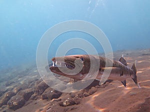 Great Barracuda fish in ocean Bali