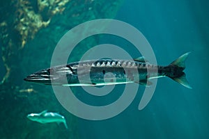 Great barracuda Sphyraena barracuda