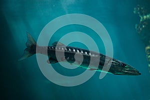 Great barracuda Sphyraena barracuda photo