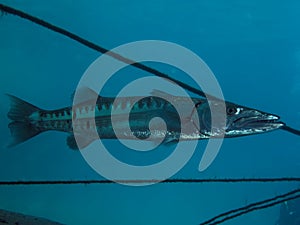 Great barracuda Sphyraena barracuda on blue backgroÃÂ±nd photo