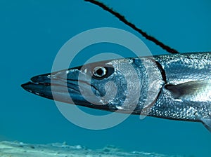 Great barracuda Sphyraena barracuda portrait