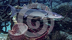 Great Barracuda