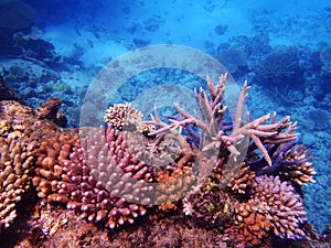 Great Barrier Reef