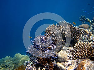 Great Barrier Reef Australia.