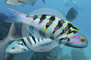 Diving with marinelife photo