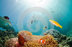 Diving with marinelife photo