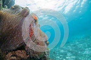 Diving with marinelife photo