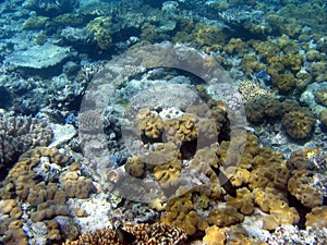 Great Barrier Reef, Underwater