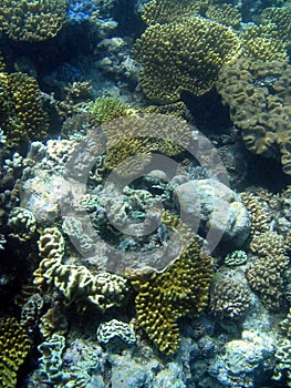 Great Barrier Reef, Underwater